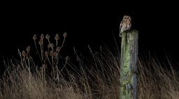 tawny owl