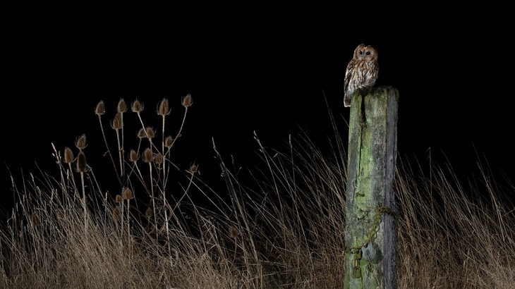 tawny owl