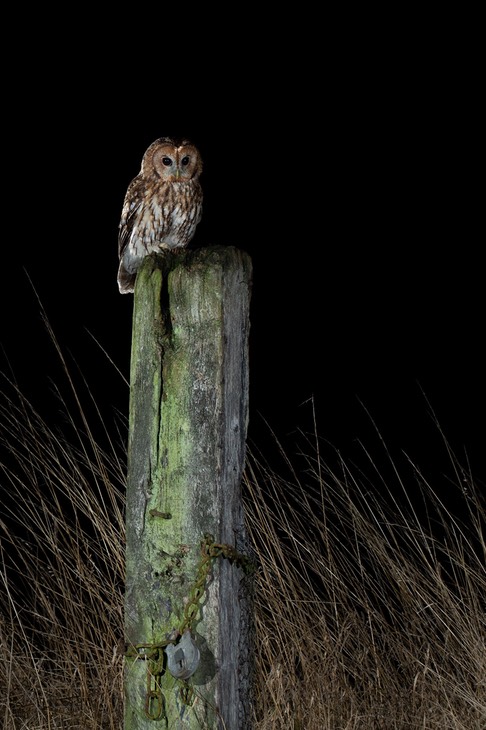 tawny owl