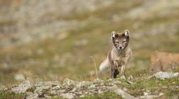 arctic fox