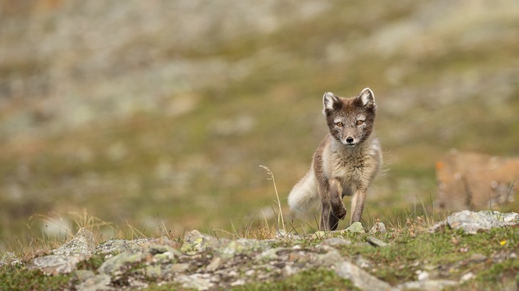 arctic fox