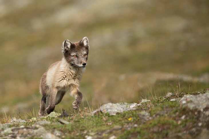 arctic fox