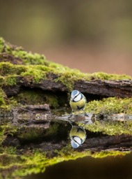 blue tit