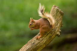 red squirrel