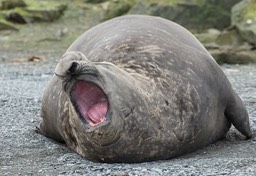 southern elephant seal