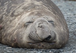 southern elephant seal