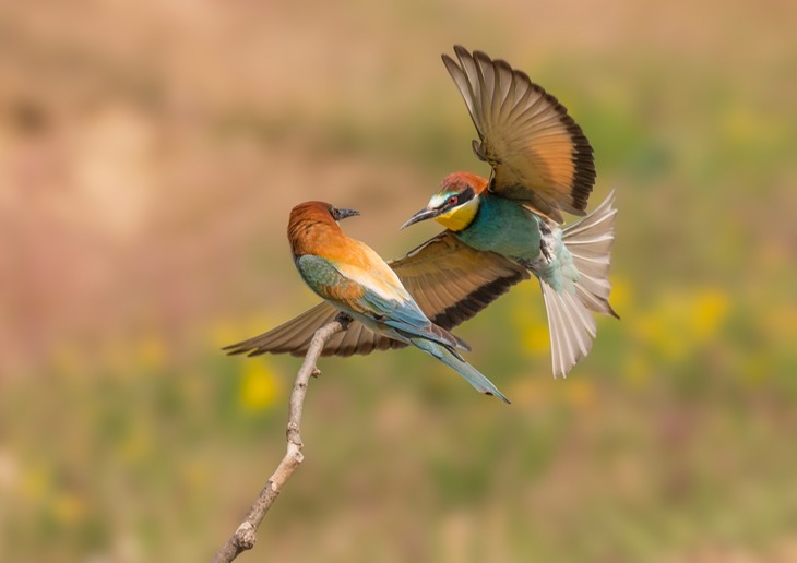 european bee eater