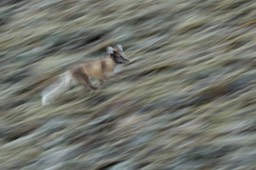 arctic fox