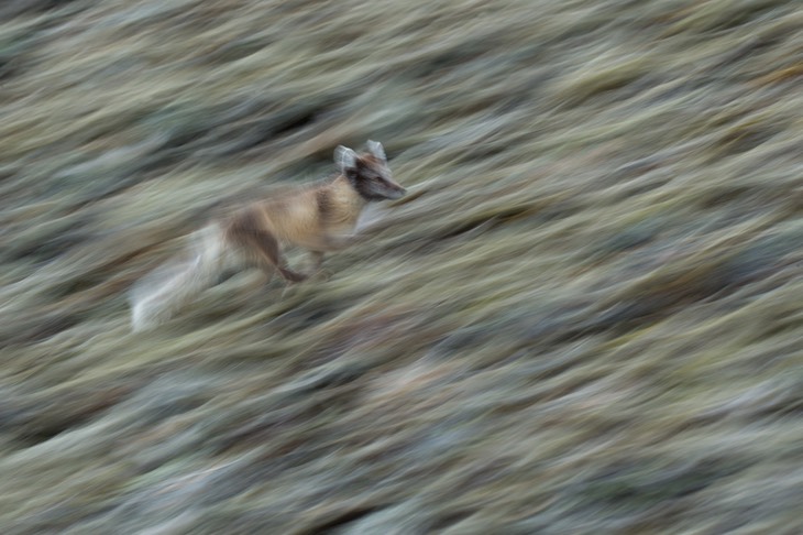 arctic fox