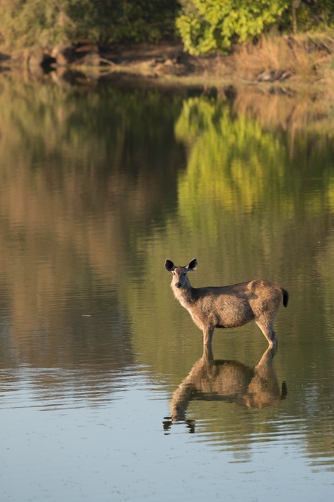 sambar