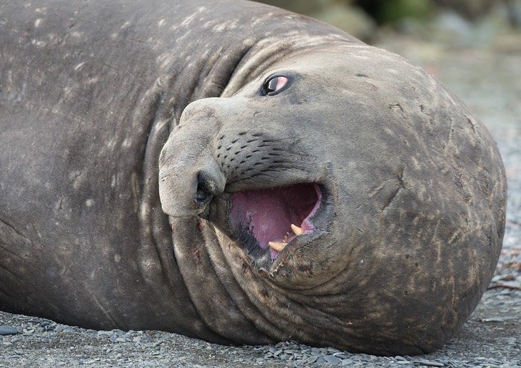 southern elephant seal