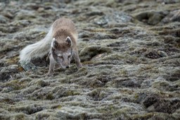 arctic fox