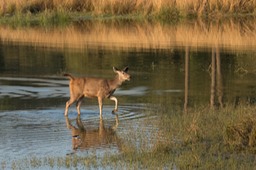 sambar