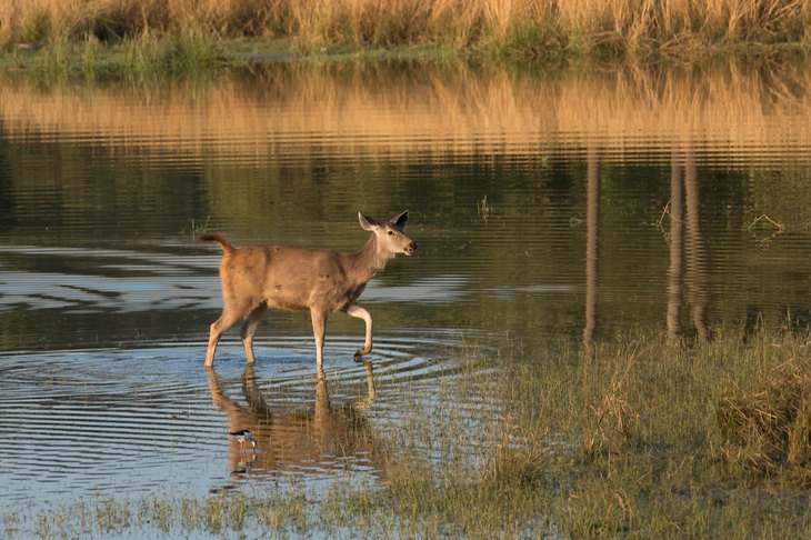 sambar