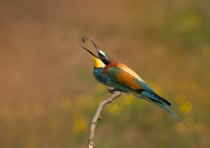 european bee eater