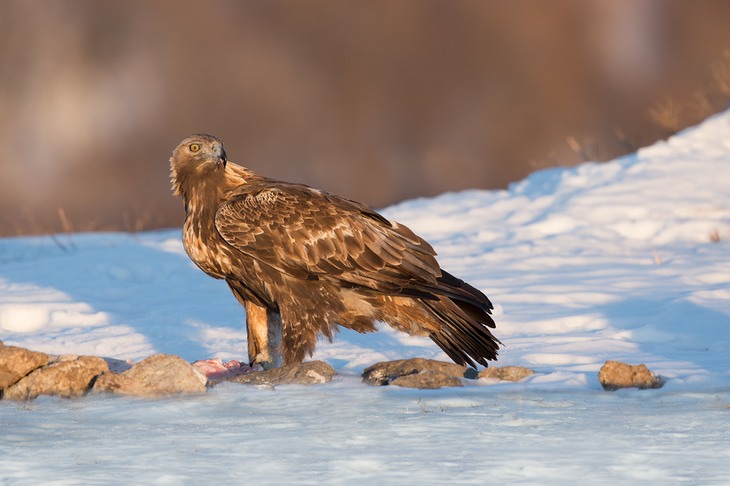 golden eagle