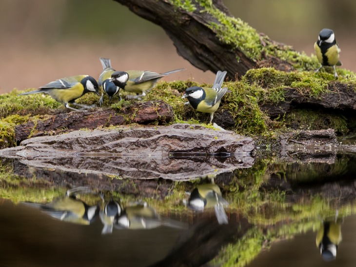 great tit