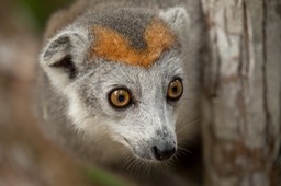 crowned lemur