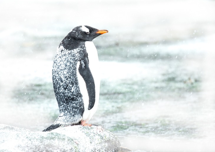 gentoo penguin