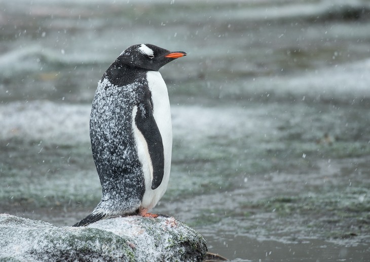 gentoo penguin