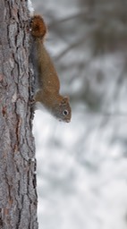 american red squirrel