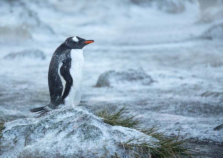 gentoo penguin