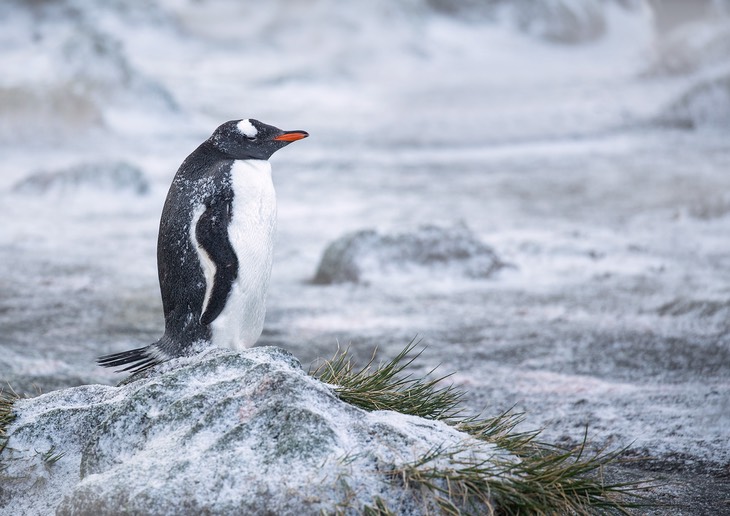 gentoo penguin