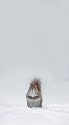 american red squirrel