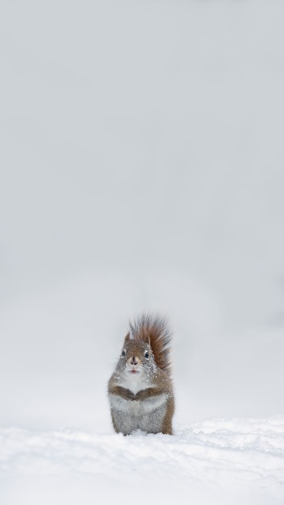 american red squirrel