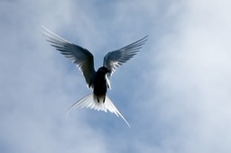 arctic tern