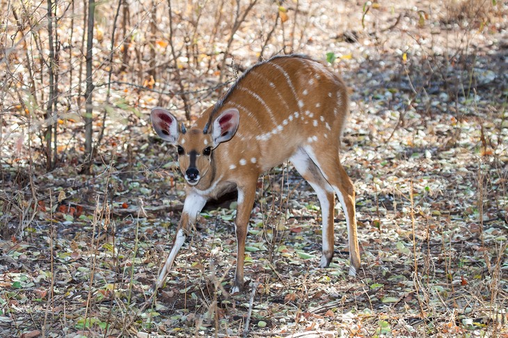 bush buck