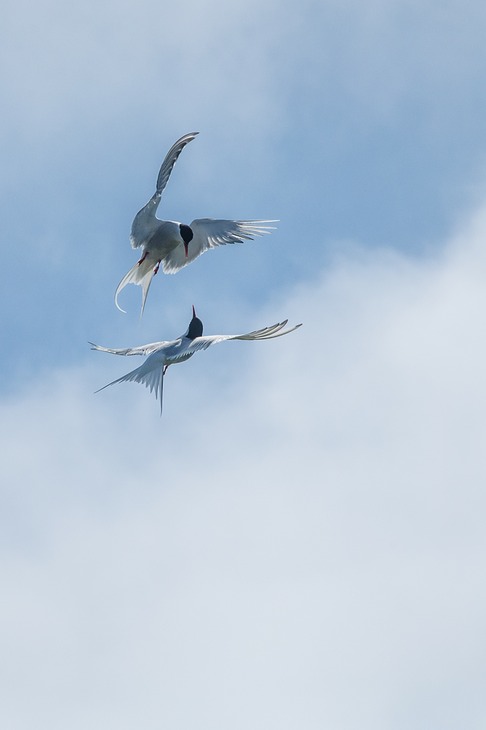 arctic tern