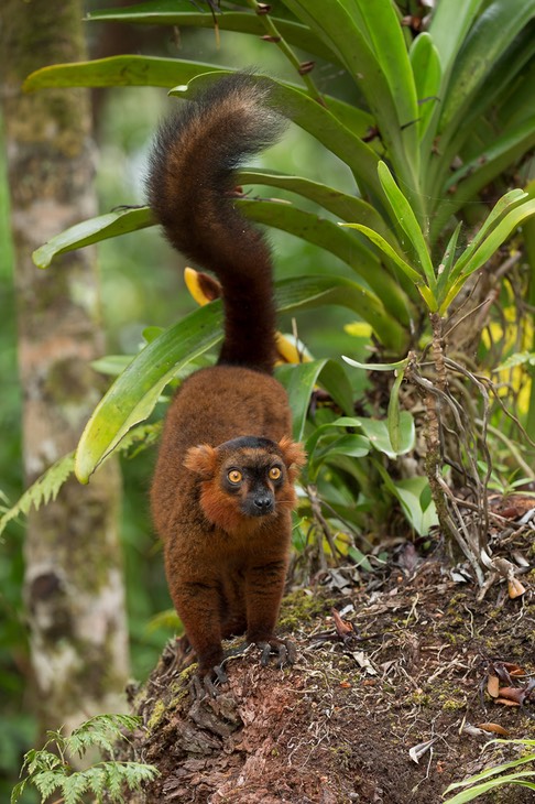 crowned - black lemur hybrid