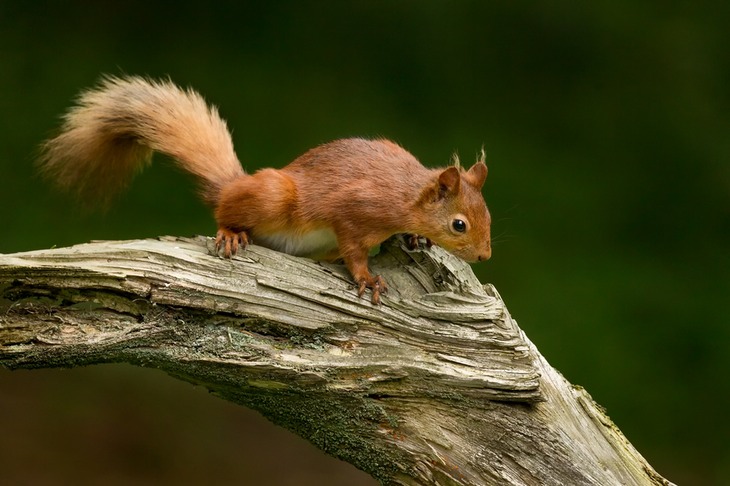 red squirrel