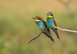 european bee eater