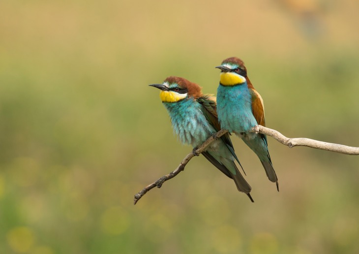 european bee eater