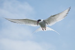 arctic tern