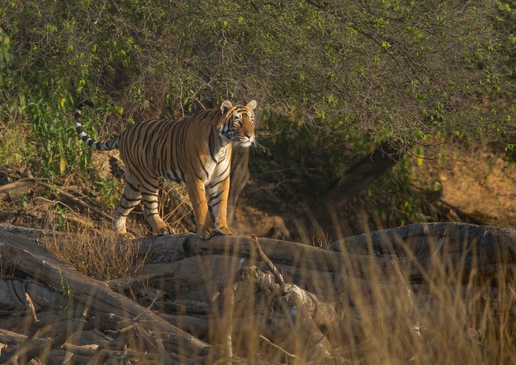 bengal tiger