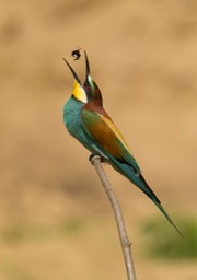 european bee eater