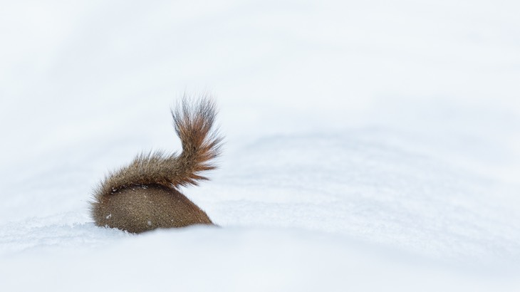 american red squirrel