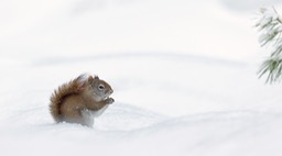 american red squirrel