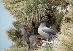 light mantled sooty albatross