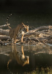 bengal tiger