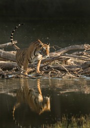 bengal tiger