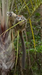 crowned lemur