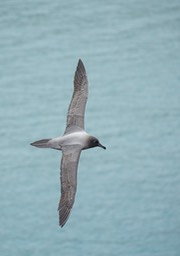 light mantled sooty albatross