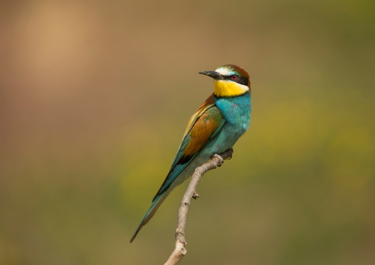 european bee eater