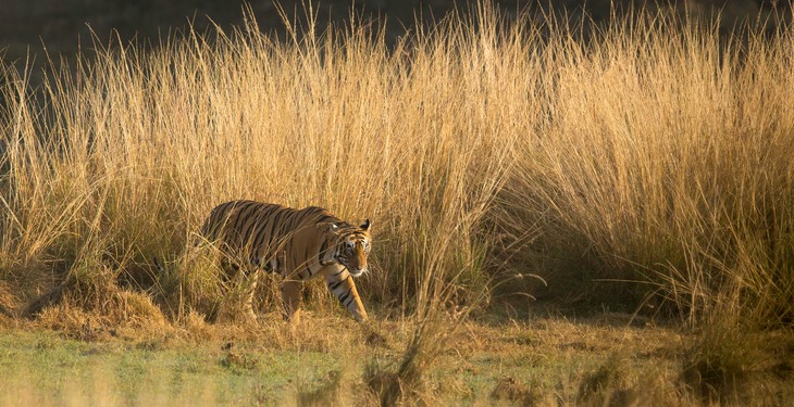 bengal tiger