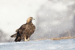 golden eagle