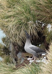 light mantled sooty albatross